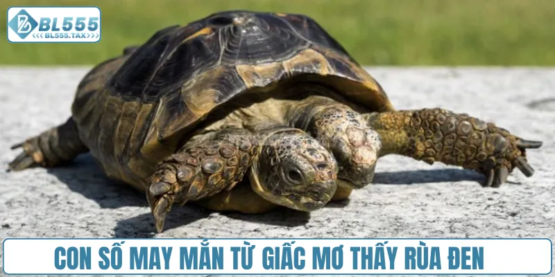 Mơ Thấy Rùa Đánh Con Gì? Cặp Số Vàng Nào Thay Đổi Vận Mệnh - Jexio