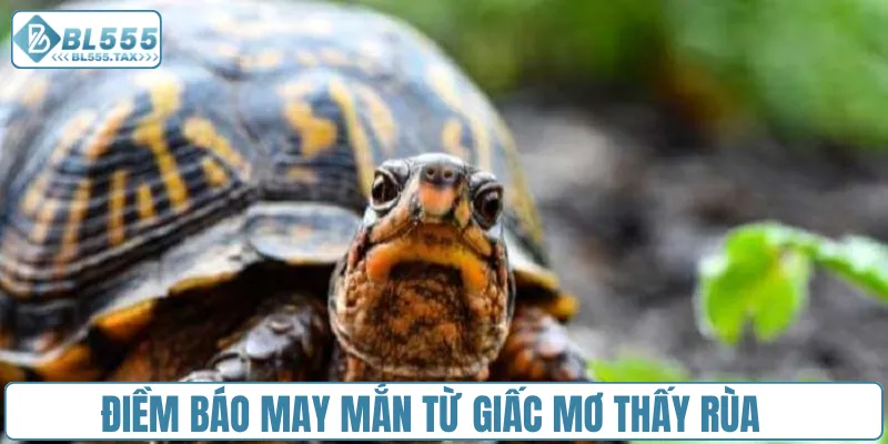 Mơ Thấy Rùa Đánh Con Gì? Cặp Số Vàng Nào Thay Đổi Vận Mệnh - Jexio