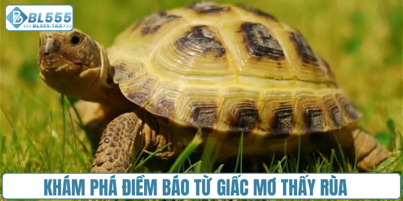 Mơ Thấy Rùa Đánh Con Gì? Cặp Số Vàng Nào Thay Đổi Vận Mệnh - Jexio