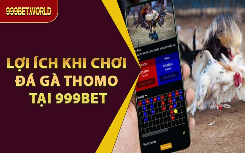 Xem & Cược Đá Gà Thomo Trực Tuyến – Trọn Vẹn Tại 999BET - Jexio