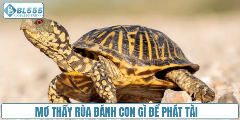 Mơ Thấy Rùa Đánh Con Gì? Cặp Số Vàng Nào Thay Đổi Vận Mệnh - Jexio