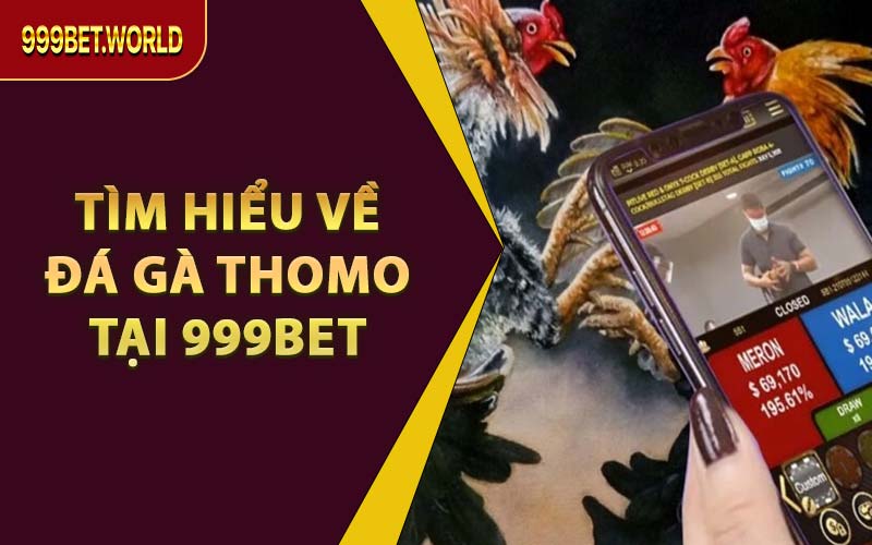 Xem & Cược Đá Gà Thomo Trực Tuyến – Trọn Vẹn Tại 999BET - Jexio