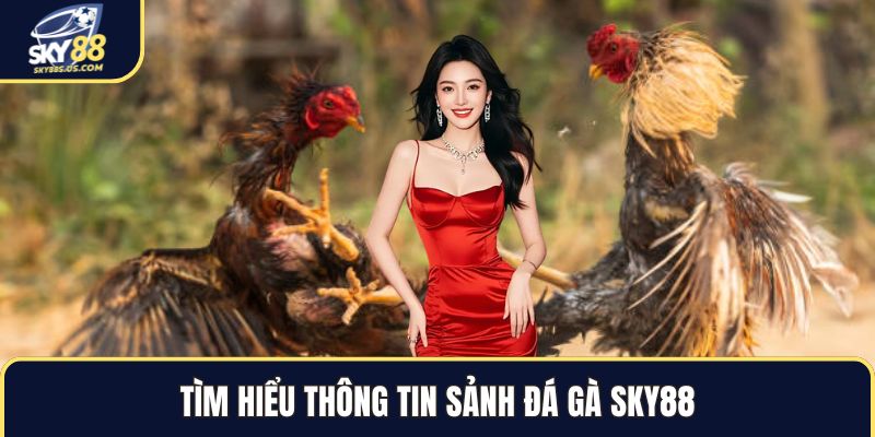 Đá Gà SKY88 - Trải Nghiệm Cá Cược Kê Chiến Đỉnh Cao 2026 - Jexio
