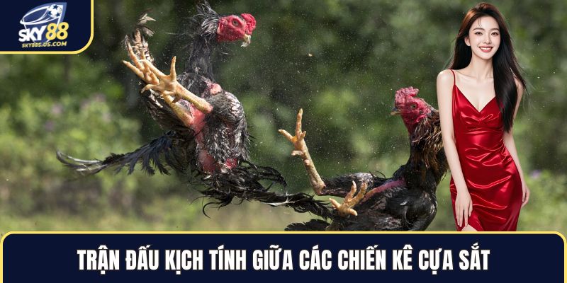 Đá Gà SKY88 - Trải Nghiệm Cá Cược Kê Chiến Đỉnh Cao 2026 - Jexio